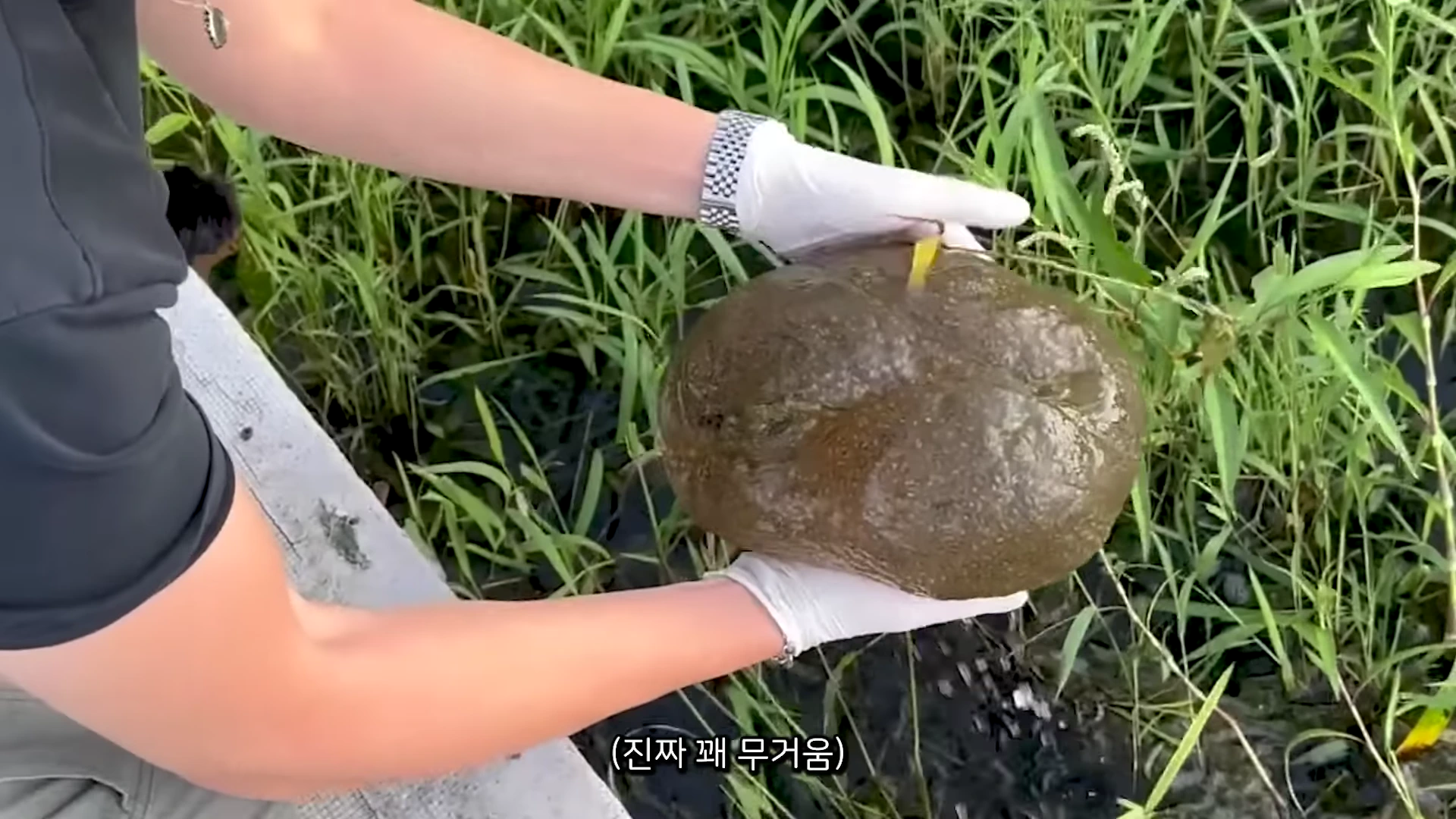 흰색 장갑을 낀 손이 물가에서 젤리처럼 보이는 갈색의 거대한 구형 물체를 들어 올리고 있는 모습