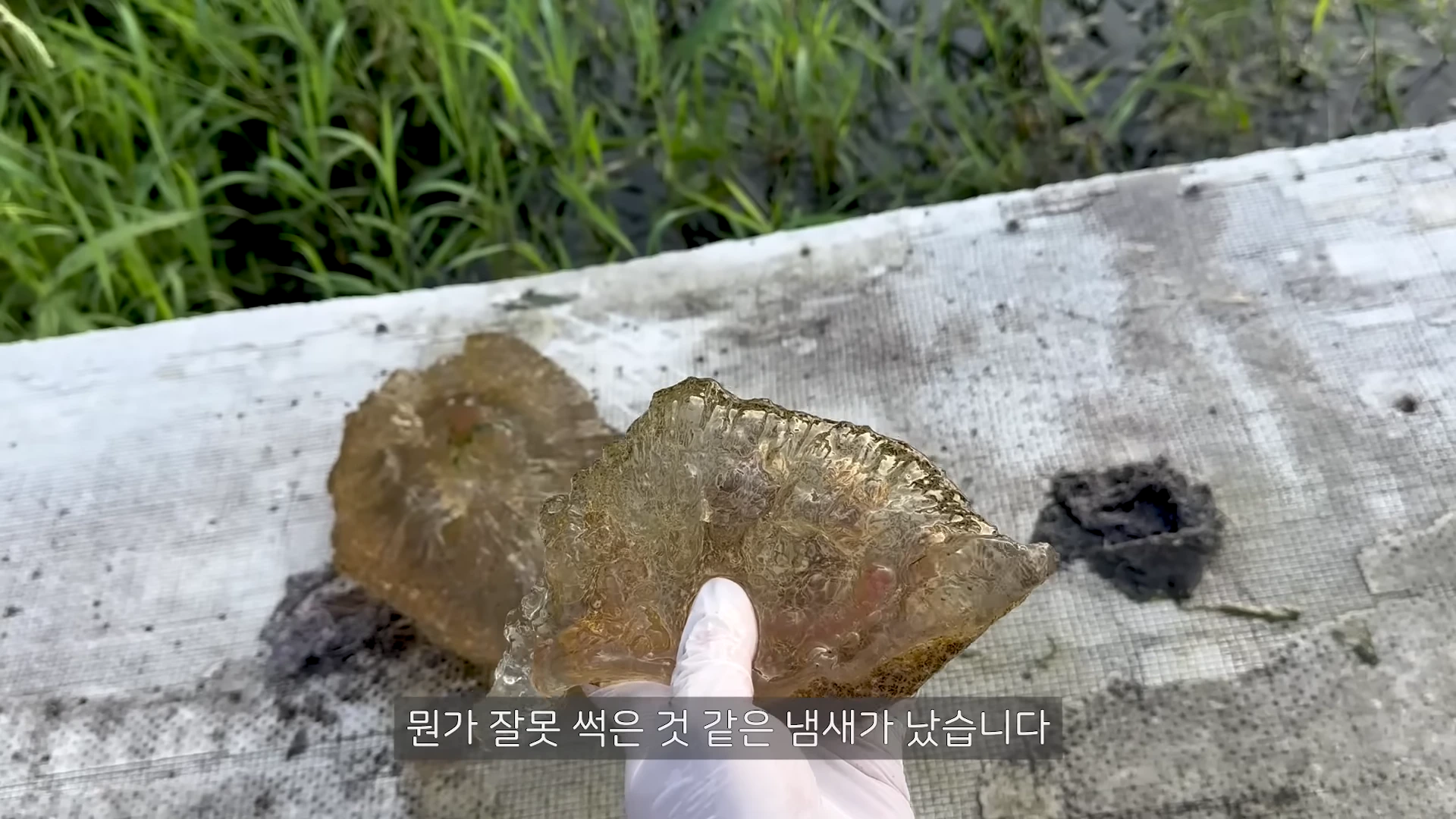 흰색 장갑을 낀 손이 잘린 큰빗이끼벌레 조각을 들고 있으며, 배경에는 잘리지 않은 나머지 덩어리와 풀밭이 보입니다.
