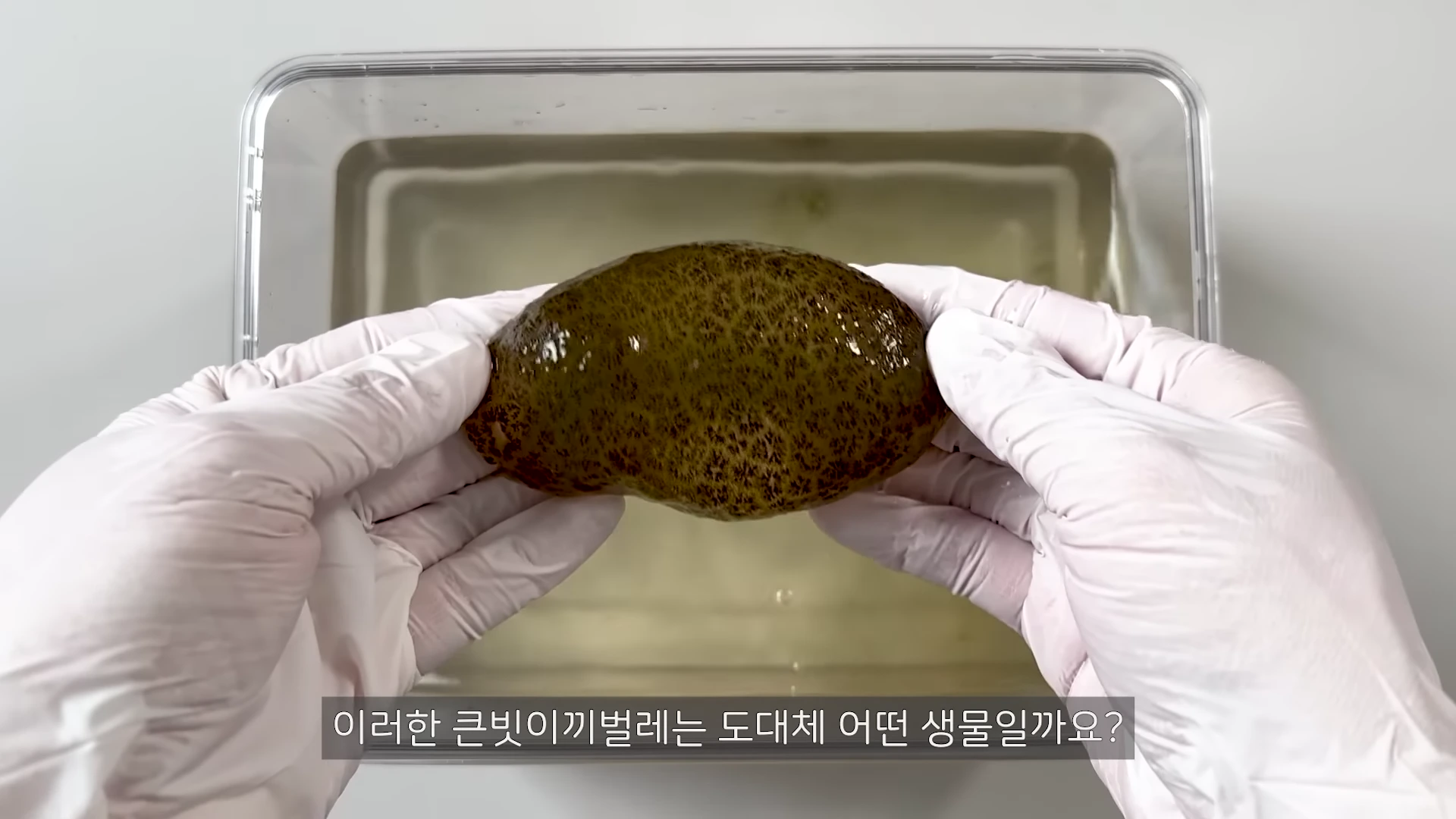흰색 장갑을 낀 두 손이 투명한 플라스틱 용기 위에서 갈색의 울퉁불퉁한 젤리 형태의 큰빗이끼벌레 군체를 들어 보이고 있는 모습입니다.