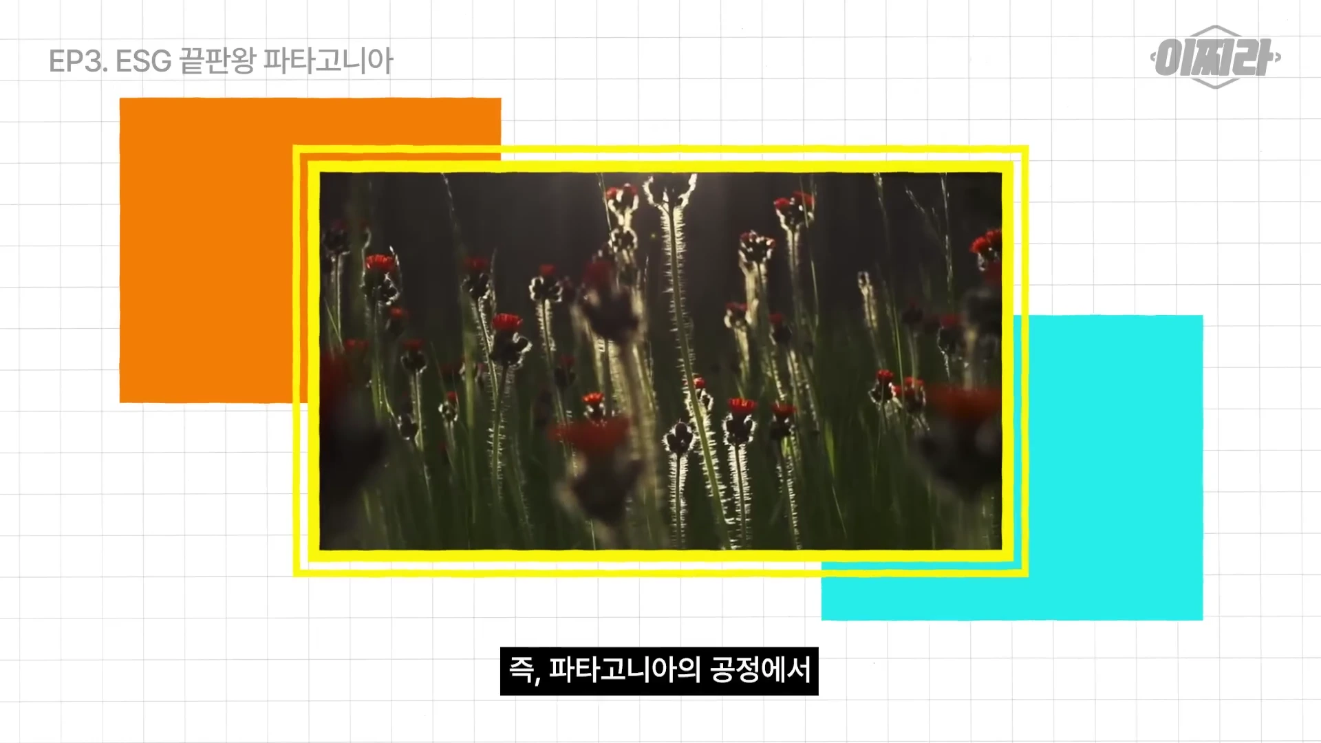 붉은 꽃이 피어있는 들판을 담은 영상이 중앙에 배치되어 있고, 배경은 모눈종이 무늬 위에 주황색과 하늘색 정사각형 도형이 겹쳐져 있는 그래픽 화면