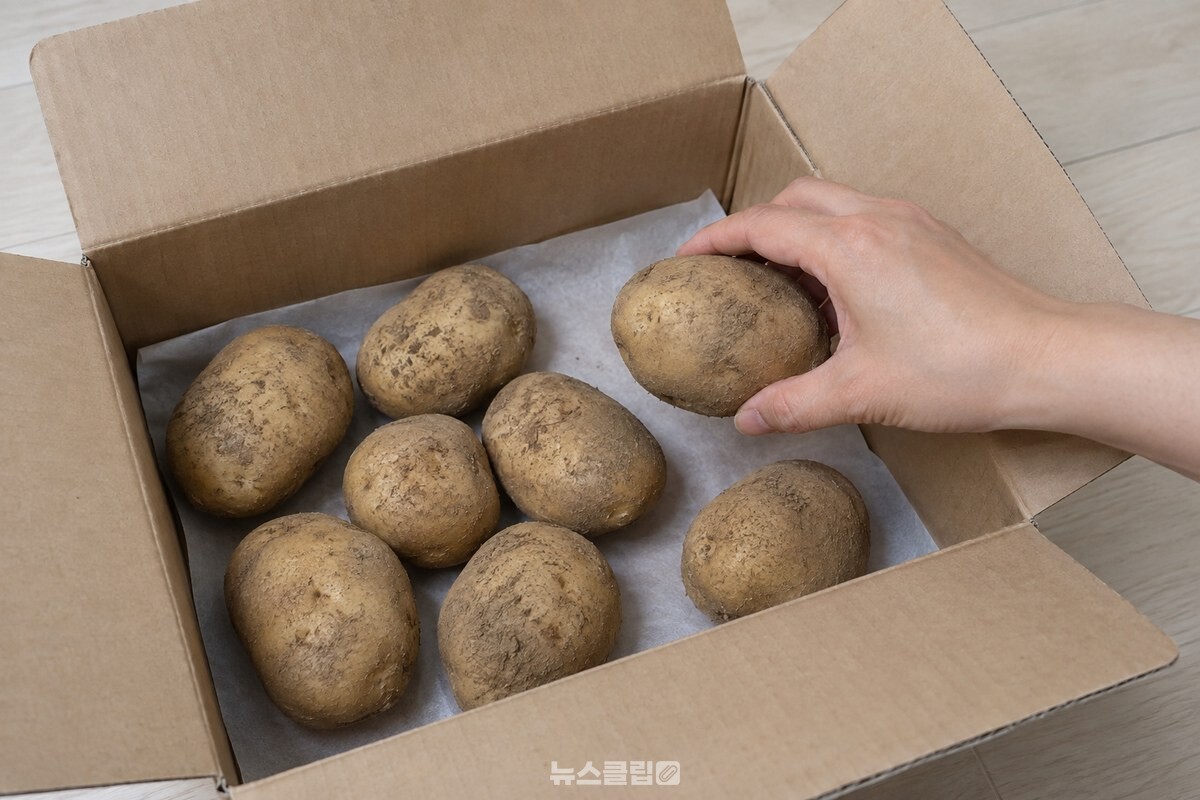 상자 바닥에 종이를 깐 뒤 흙이 묻은 감자를 낮게 담는 모습. / 기사 이해를 돕기 위한 생성형 이미지