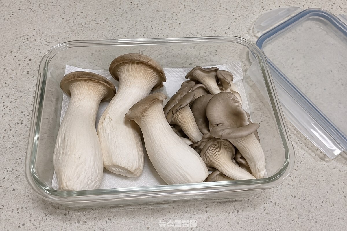 키친타월을 깐 투명 보관 통에 씻지 않은 새송이버섯과 느타리버섯을 여유 있게 담아 둔 모습 / 기사 이해를 돕기 위한 생성형 이미지