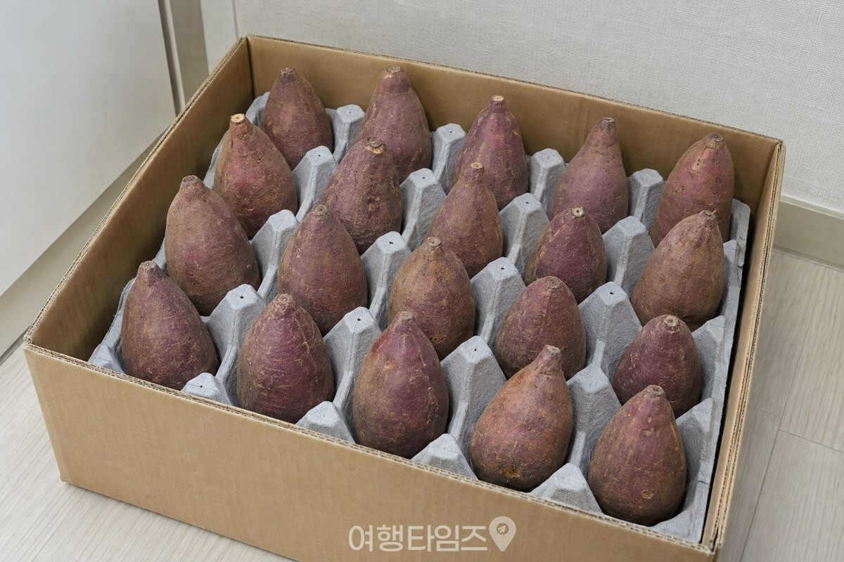 그늘에서 말린 고구마가 한 층의 빈 계란판 칸에 서로 닿지 않게 담겨 있다. / 기사 이해를 돕기 위한 생성형 이미지