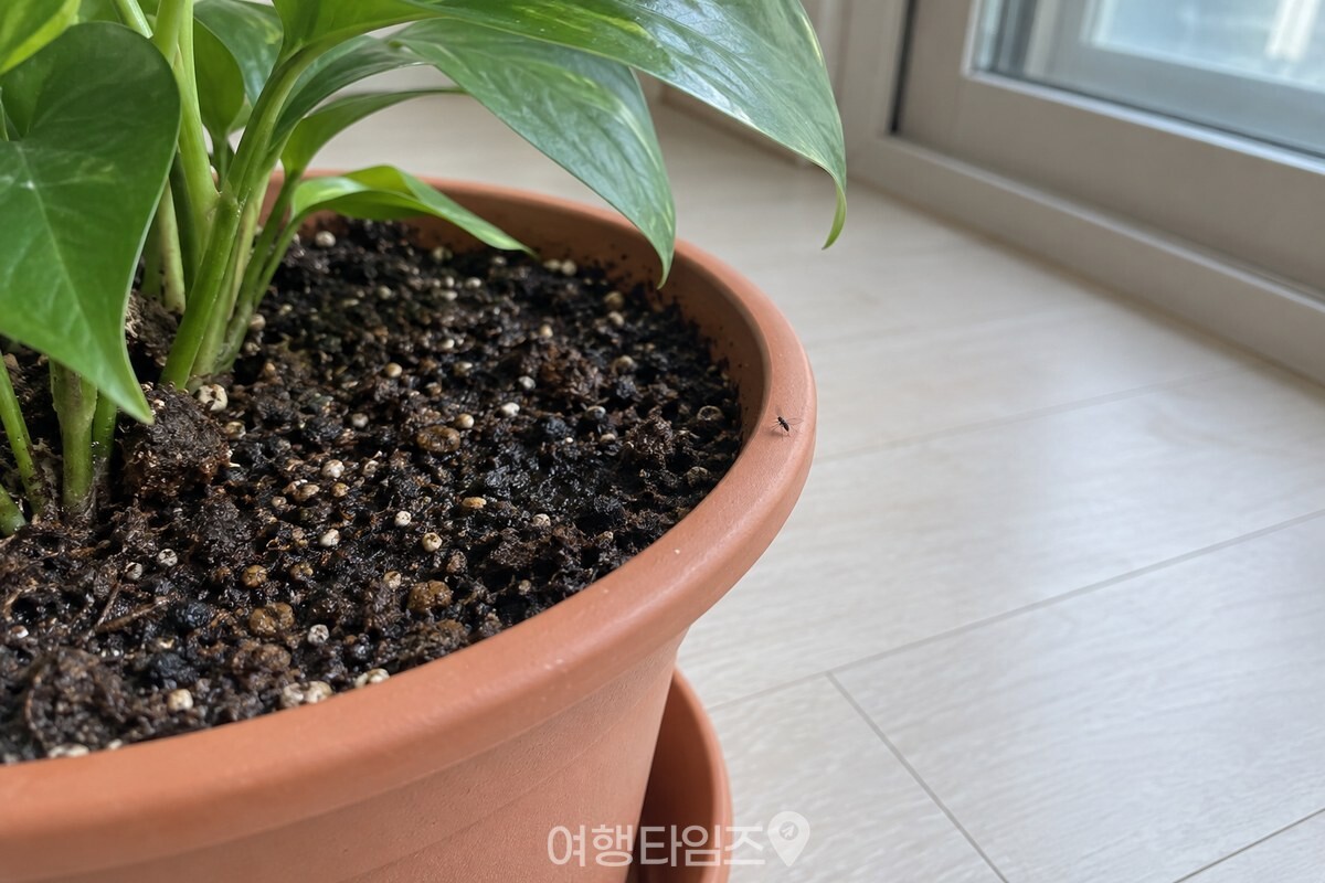 젖은 흙 표면이 보이는 실내 화분과 흙 가까이에 앉은 작은 날파리. / 기사 이해를 돕기 위한 생성형 이미지