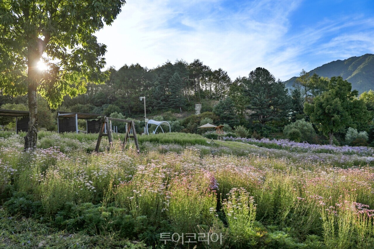 백두대간수목원 야생화언덕   동서트레일캠프 트레킹 단풍길/사진-경북도