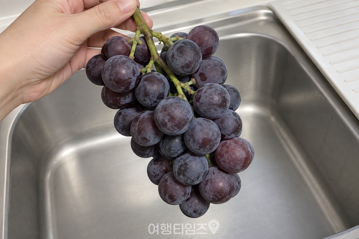 포도알 사이에 물기가 남기 쉬운 촘촘한 송이와 껍질의 하얀 왁스층을 가까이에서 보여 주는 모습. / 기사 이해를 돕기 위한 생성형 이미지