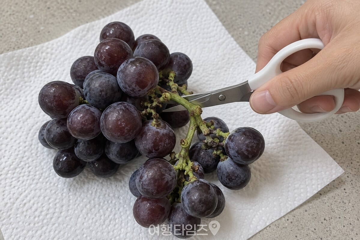 포도알이 아닌 줄기 부분을 작은 가위로 잘라 한 번 먹을 만큼의 작은 송이로 나누는 모습. / 기사 이해를 돕기 위한 생성형 이미지