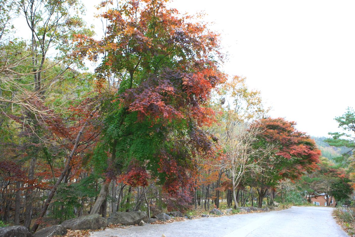 제암산자연휴양림 / 한국관광공사-김지호