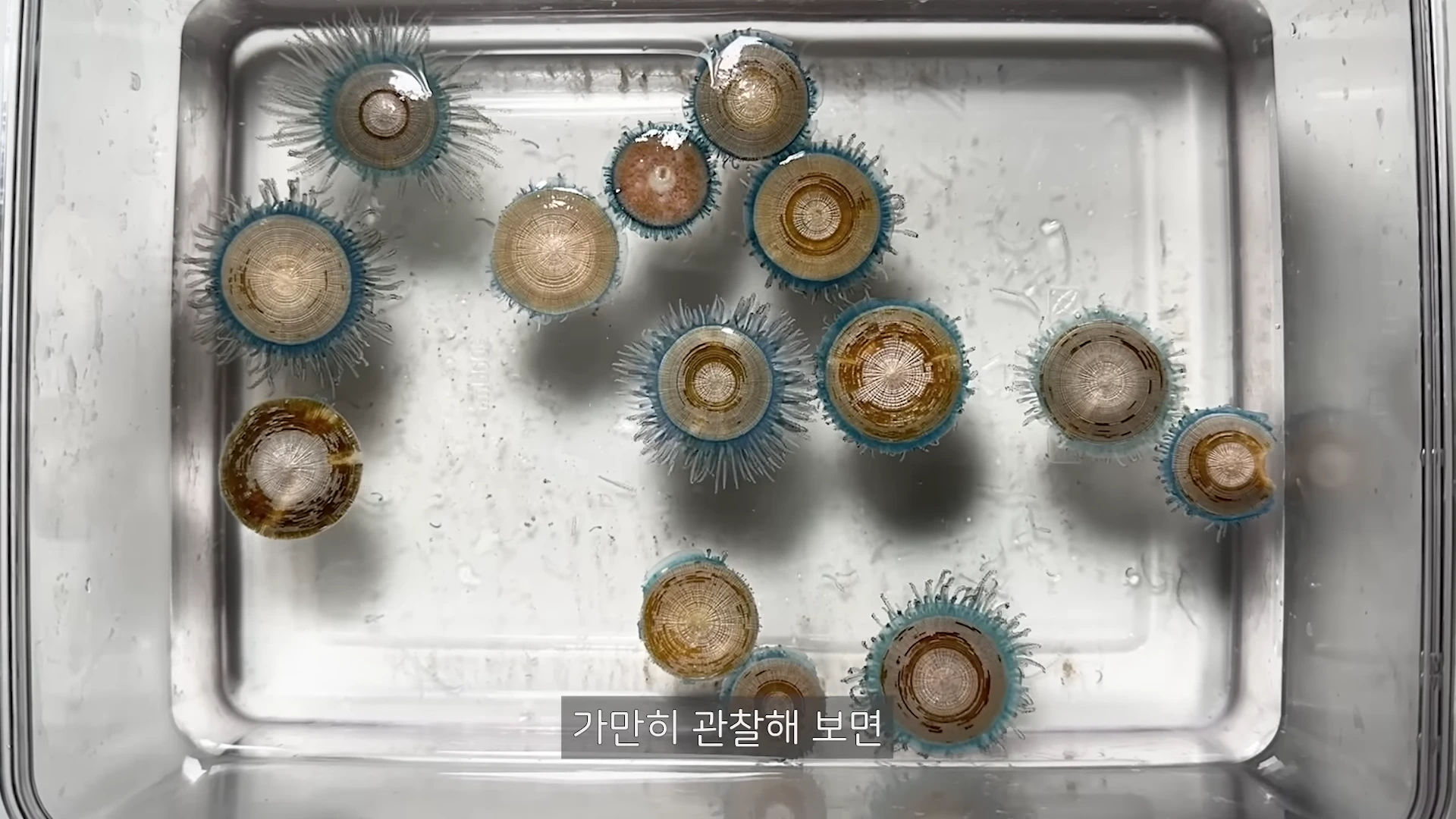 투명한 사각 용기 안에 여러 개의 푸른우산관해파리가 떠 있는 모습으로, 갈색의 둥근 중앙부와 주변을 둘러싼 푸른 촉수가 선명하게 보입니다.