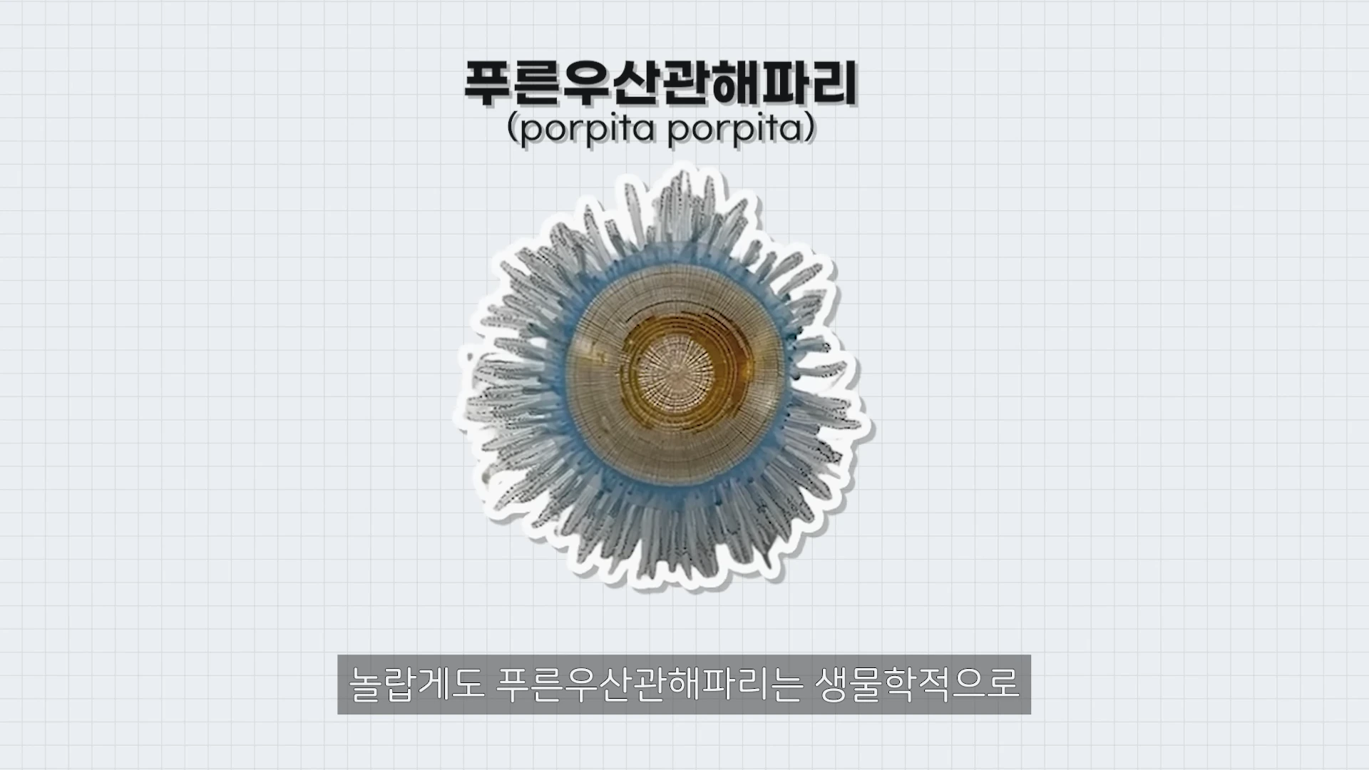 격자무늬 배경 위에 푸른우산관해파리의 윗면 모습이 묘사된 일러스트와 한글 및 영어로 적힌 명칭이 있다.