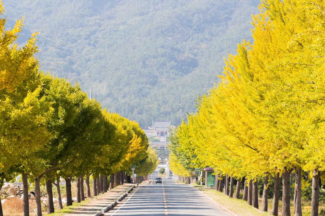 경주 통일전 은행나무길 / 사진=한국관광공사 포토코리아@이범수