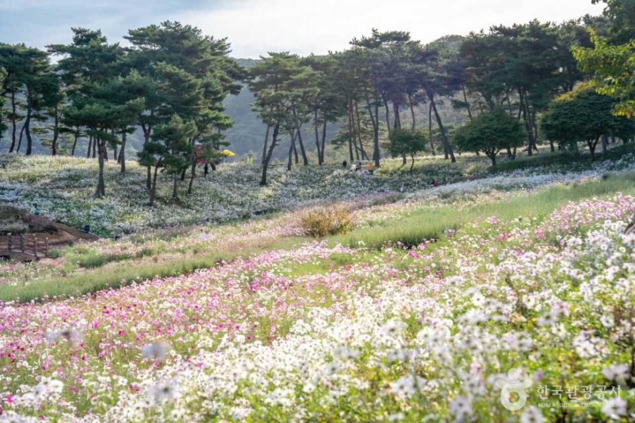 정읍 구절초 꽃축제 꿀팁 / 사진=한국관광공사
