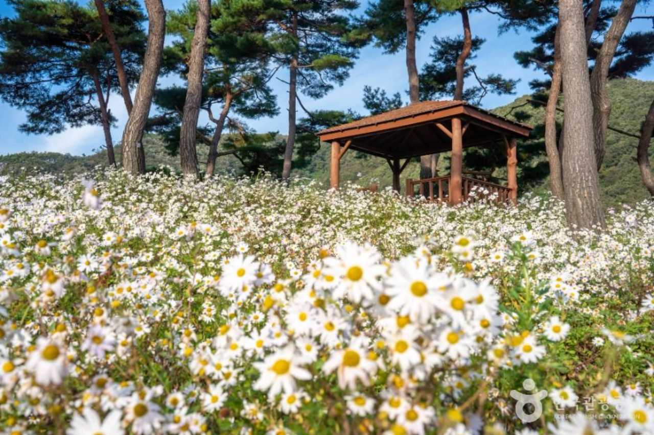 구절초지방정원 / 사진=한국관광공사