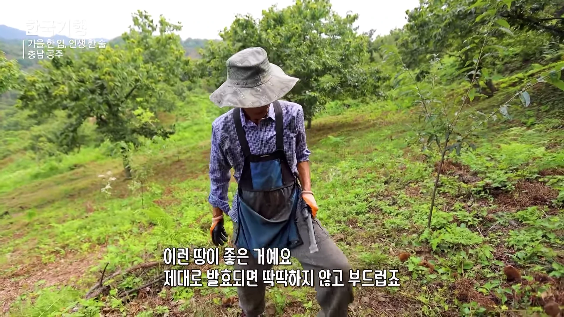 농부가 넓게 펼쳐진 밤나무 산비탈에서 작업복을 입고 서 있는 모습.