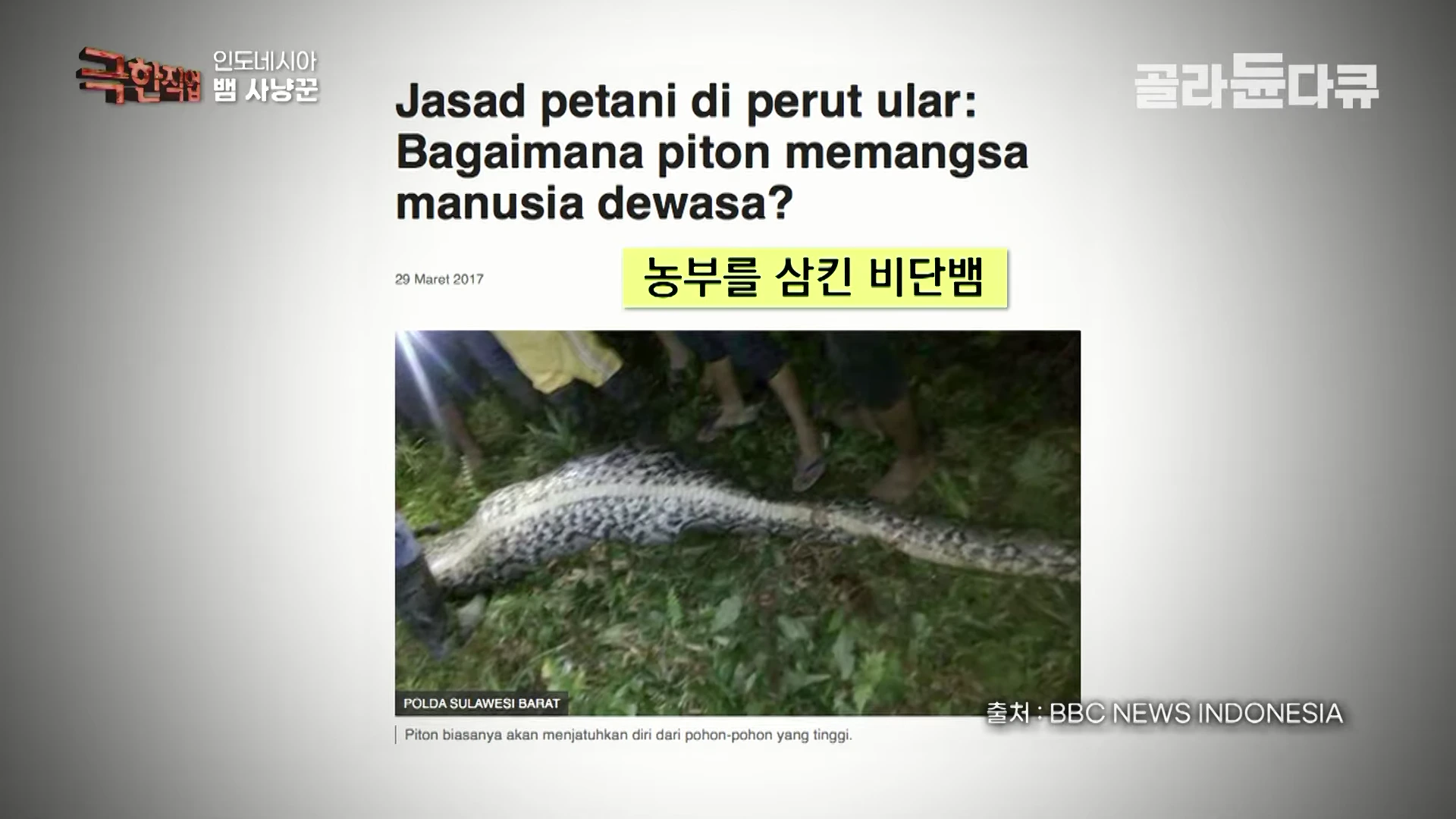 인도네시아의 농부를 삼킨 비단뱀 사건을 보도하는 뉴스 기사의 캡처 화면. 기사 제목과 날짜가 적혀 있고, 그 아래에는 길고 거대한 비단뱀의 모습이 담긴 사진이 배치되어 있다.