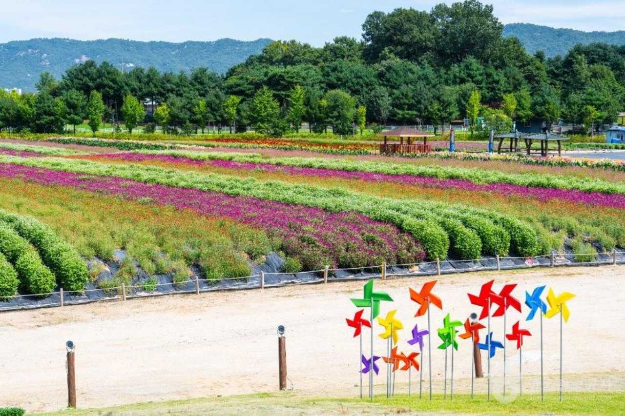 나리농원 가을꽃밭 / 사진=한국관광공사