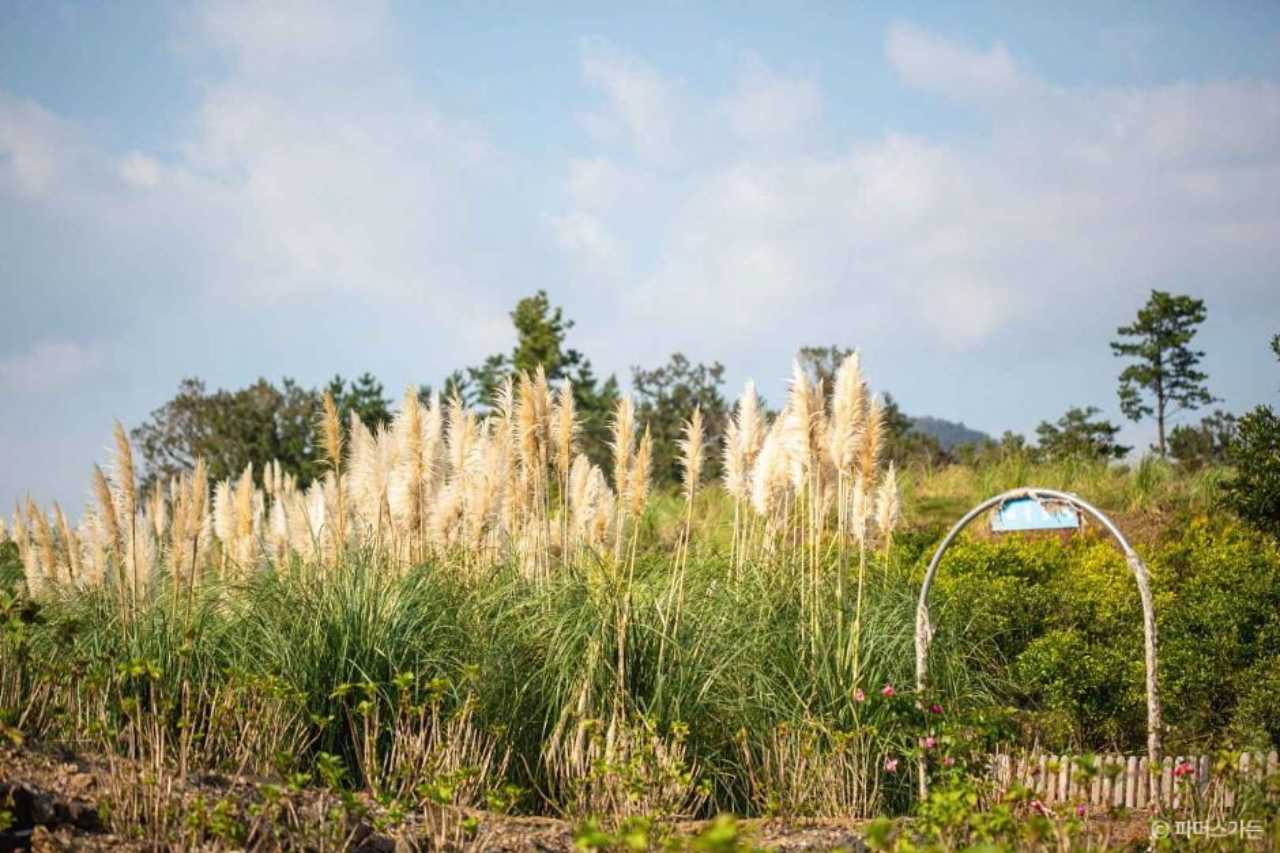제주 파더스가든 팜파스 / 사진=한국관광공사