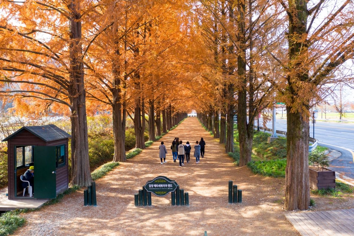 담양 메타세쿼이아길 / 한국관광공사-김지호