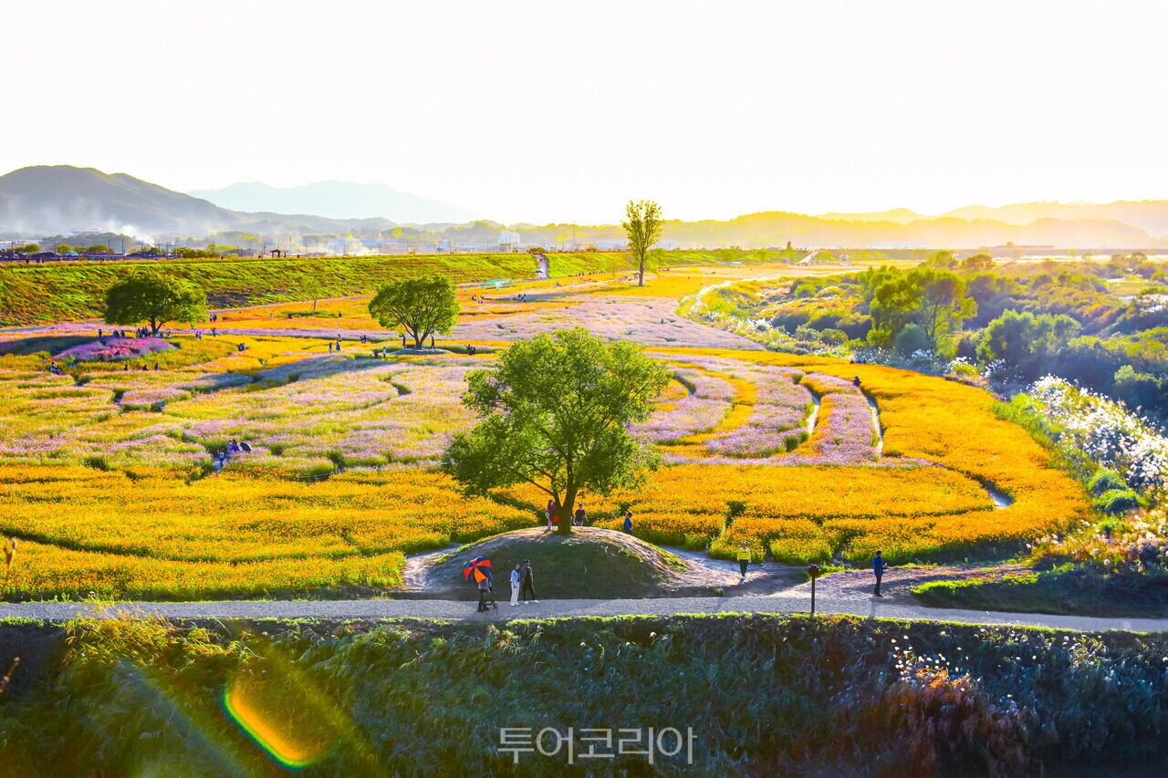 가을 코스모스가 핀 악양둑방 / 사진-함안군