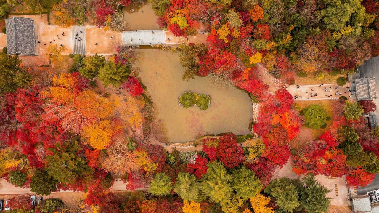 수학여행때 보다 더 좋은 경주 불국사 단풍 / 사진=한국관광공사 포토코리아@이병헌