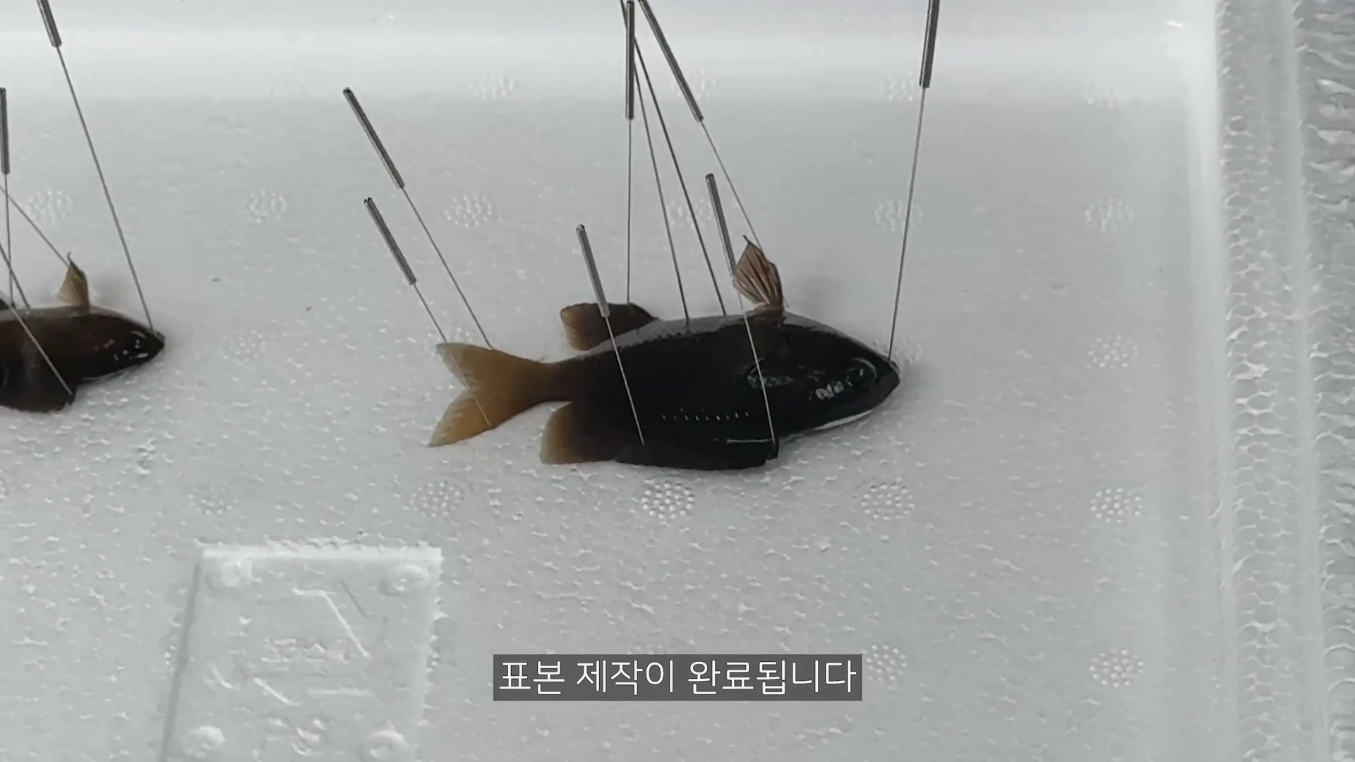 흰색 스티로폼 위에 놓인 물고기 표본이 핀으로 고정되어 지느러미가 활짝 펼쳐진 모습이며, 화면 하단에는 '표본 제작이 완료됩니다'라는 자막이 있습니다.