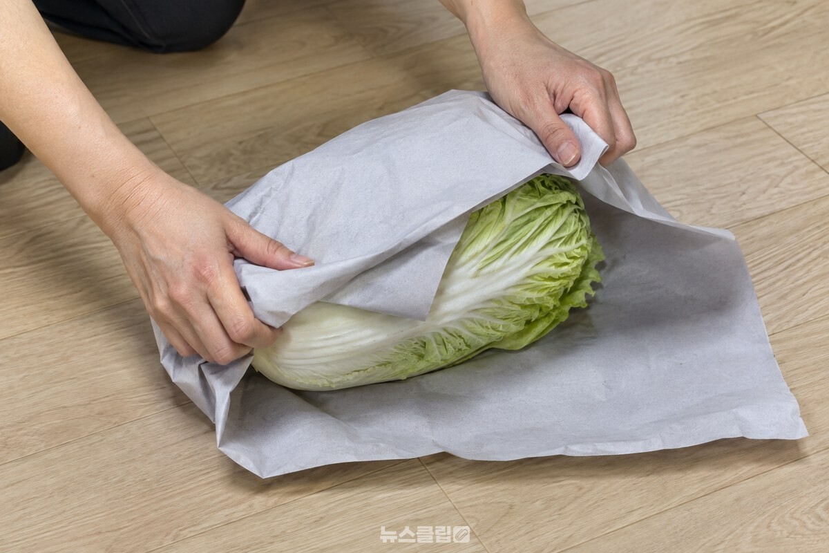 신문지 두 장으로 배추를 감싸고 윗부분을 느슨하게 접는 모습. / 기사 이해를 돕기 위한 생성형 이미지