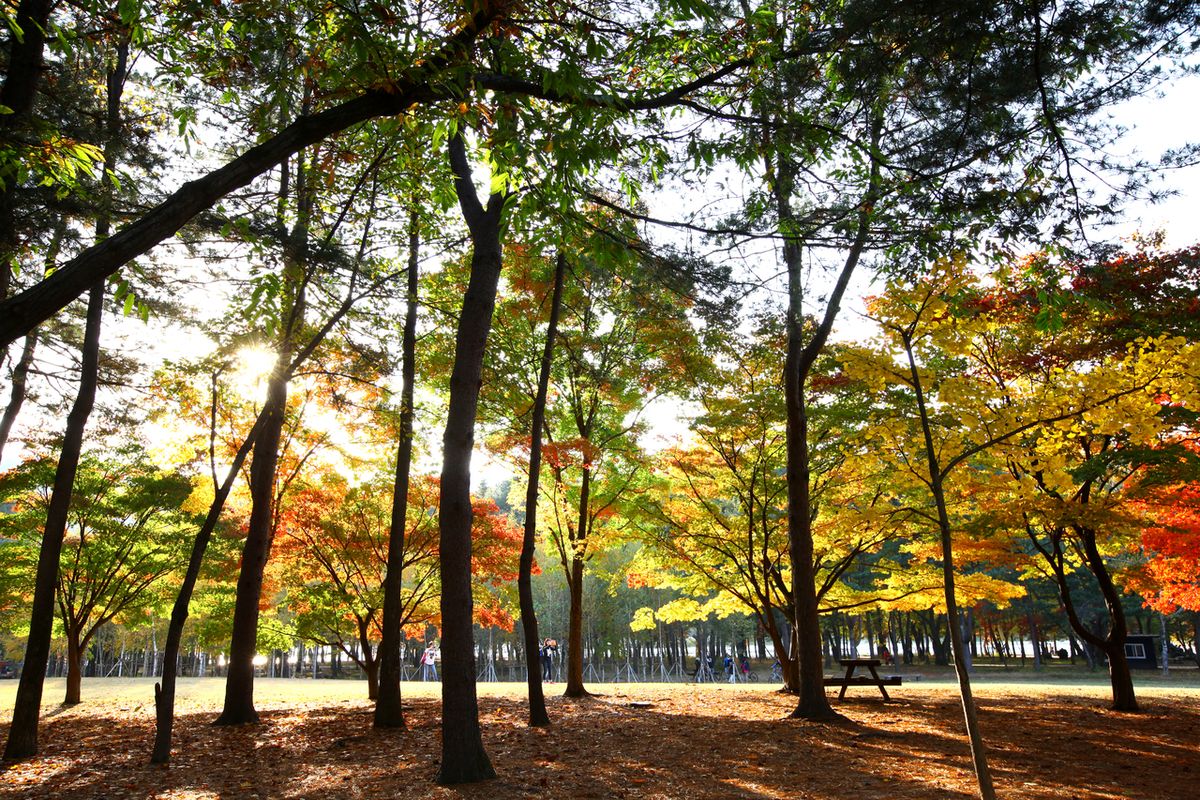 남이섬 / 한국관광공사-이범수