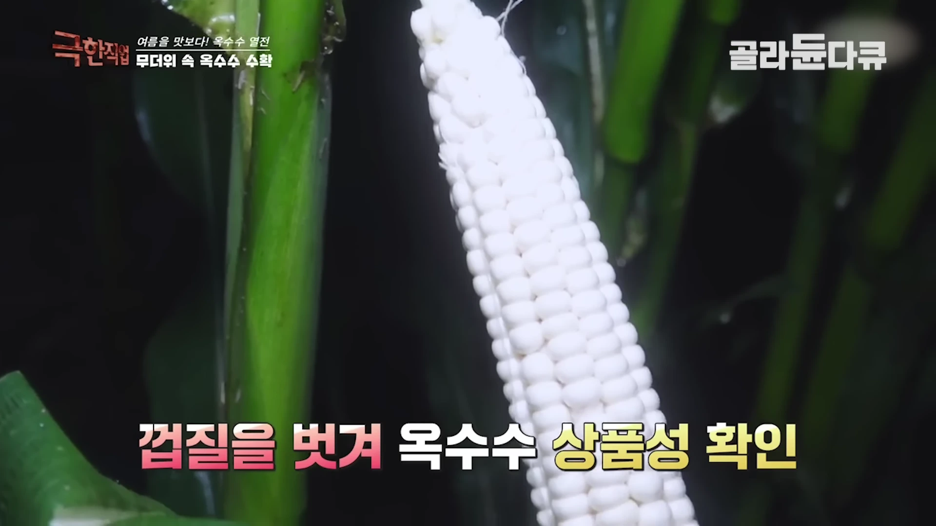 어두운 밭에서 옥수수 껍질을 벗겨 알갱이가 촘촘하게 박힌 옥수수 상태를 확인하는 모습이 담긴 영상 캡처 화면입니다.