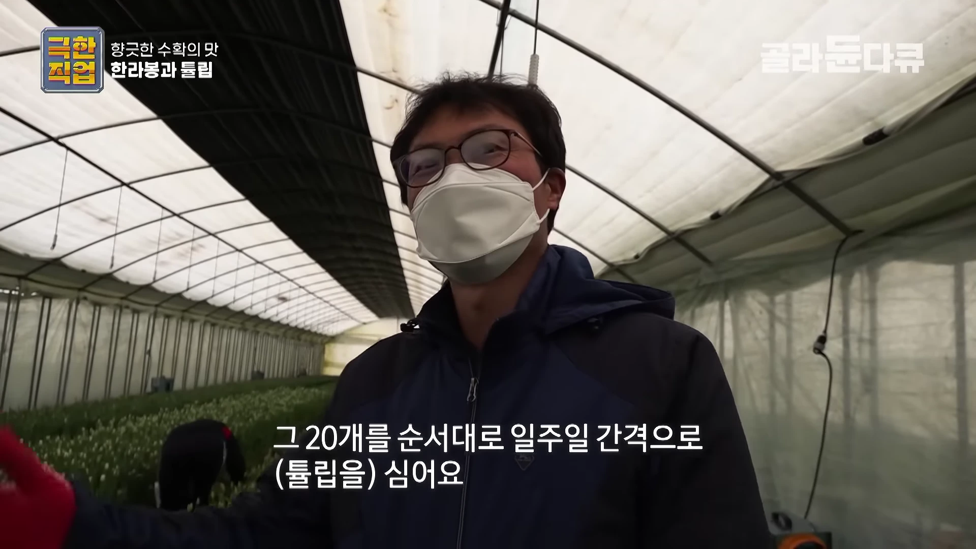 비닐하우스 안에서 안경을 쓰고 마스크를 착용한 남성이 인터뷰하는 모습이며 화면 하단에 일주일 간격으로 튤립을 심는다는 자막이 떠 있습니다.
