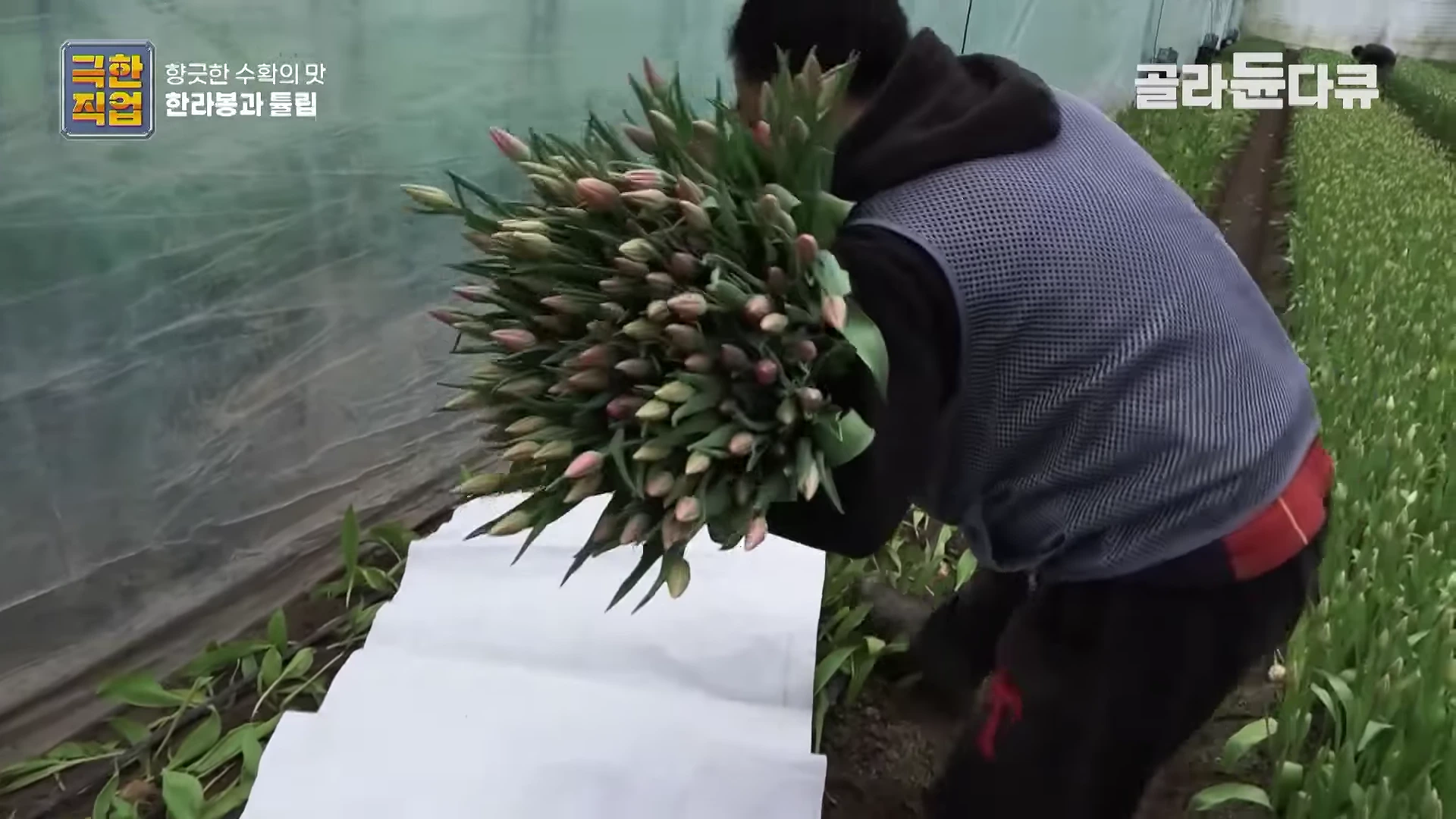 비닐하우스 안에서 작업자가 수확한 튤립 한 묶음을 들고 있는 모습.