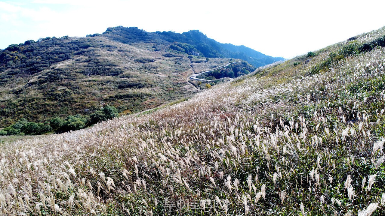 바람에 흔들리는 화왕산 억새  /사진-창녕군