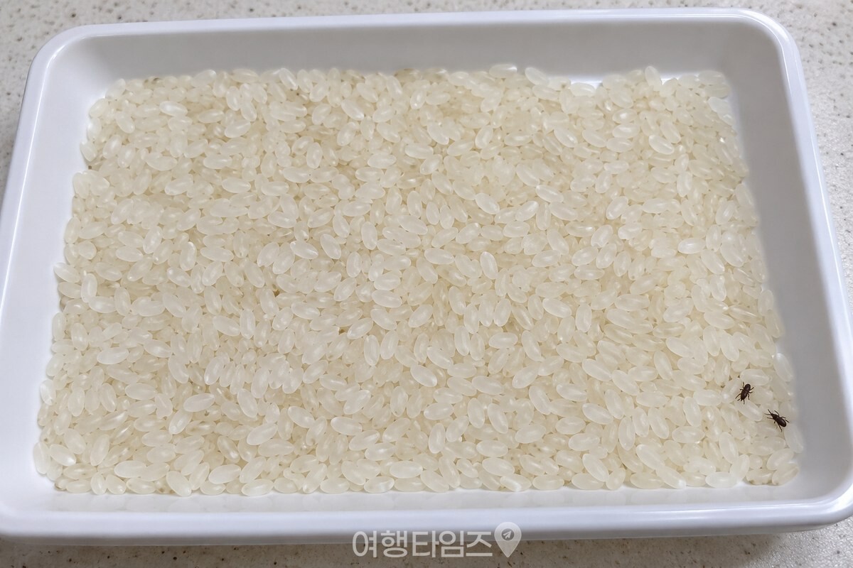 흰 쌀알 사이에 작은 검은 쌀벌레 두 마리만 보이는 얕은 쟁반을 가까이에서 담았다. / 기사 이해를 돕기 위한 생성형 이미지