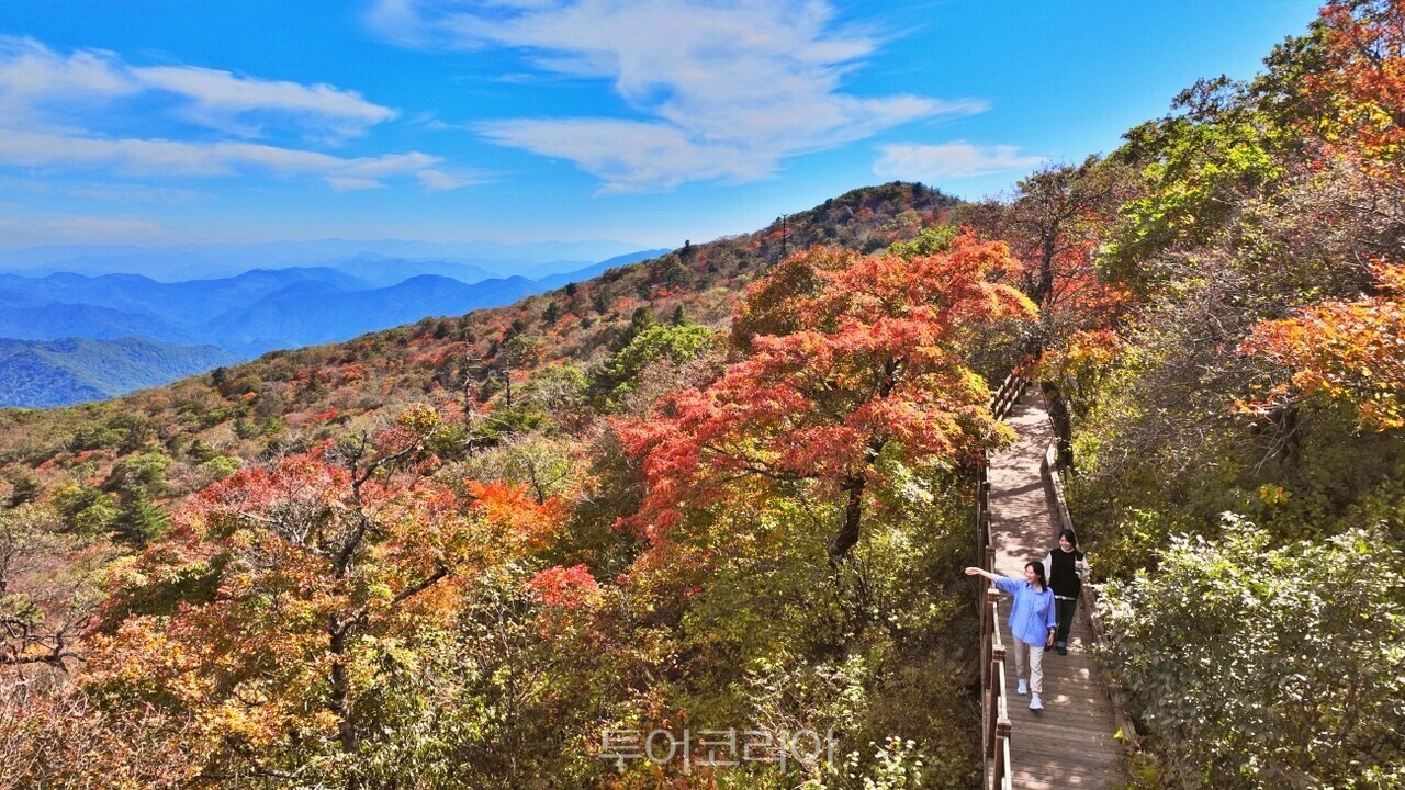 평창 발왕산 단풍 /사진-모나용평