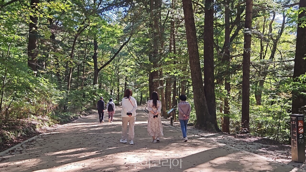 오대산월정사전나무숲길  /사진-투어코리아