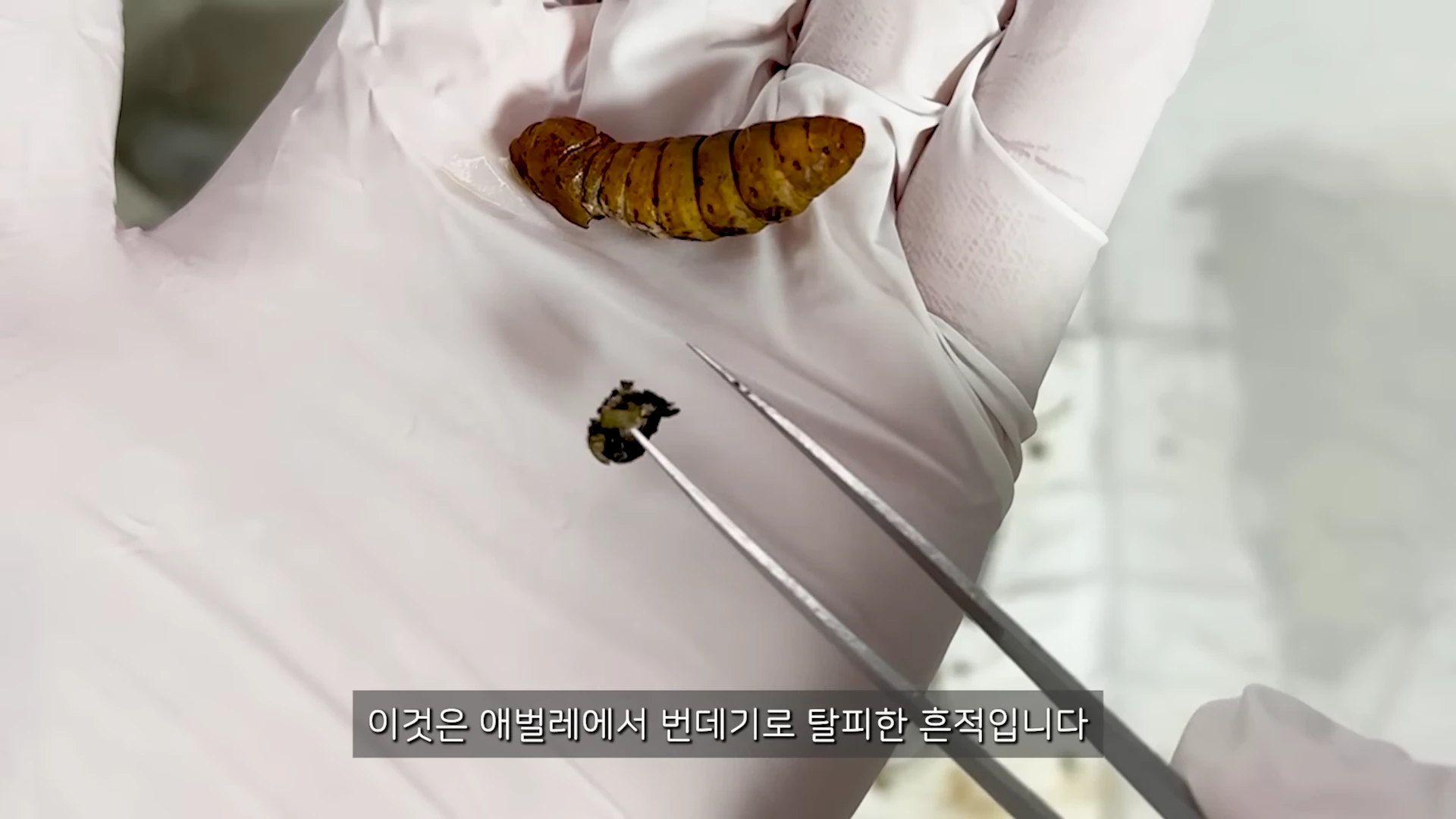 흰 장갑을 낀 손 위에 누에 번데기와 그 옆에 핀셋으로 집어 올린 작은 허물 조각이 놓여 있는 모습