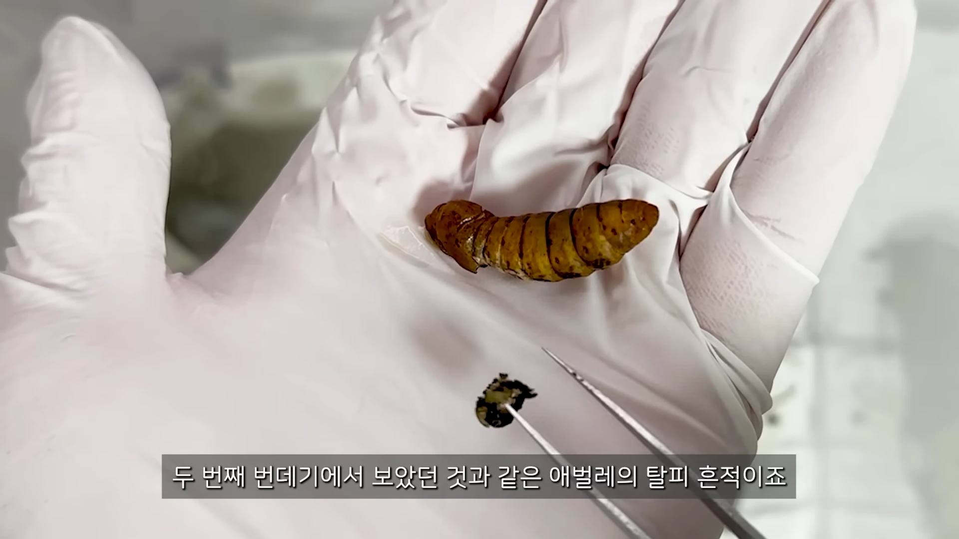 흰색 장갑을 낀 손바닥 위에 누에 번데기와 핀셋으로 집어 든 작은 검은색 탈피 껍질이 놓여 있다.