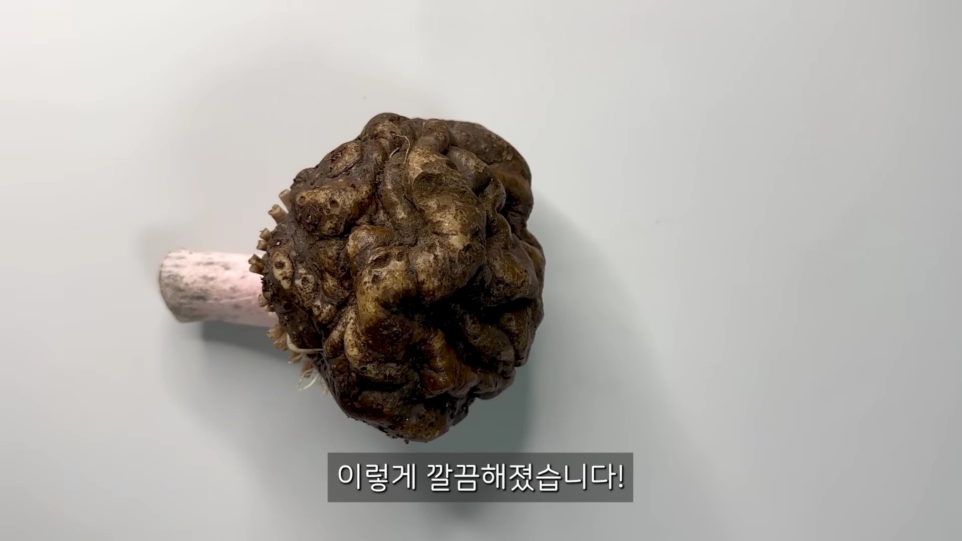 흰색 바탕 위에 놓인 손질된 구약나물의 알줄기가 위에서 내려다본 모습으로 보입니다. 화면 하단에는 흰색 글씨로 '이렇게 깔끔해졌습니다!'라는 자막이 있습니다.
