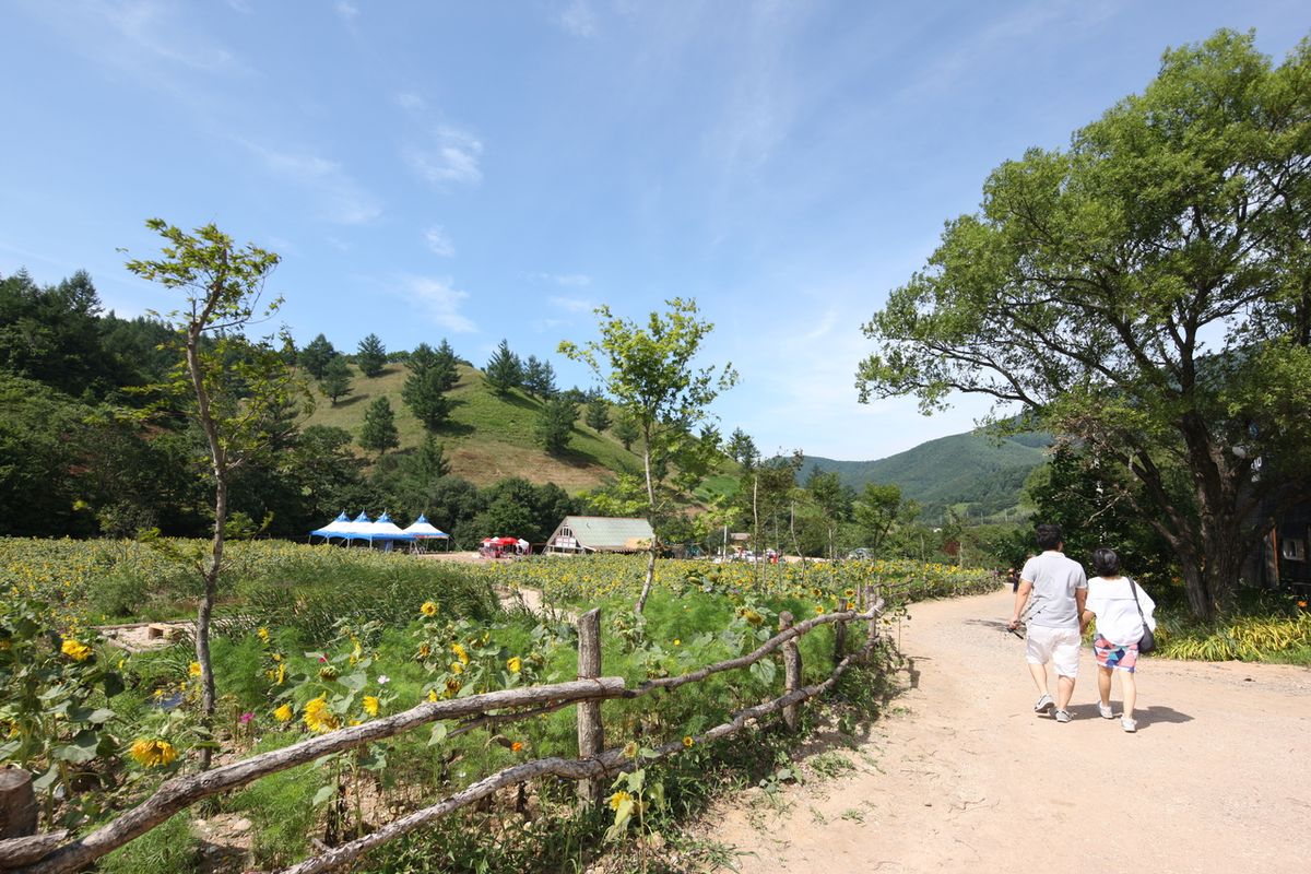 태백고원자생식물원 / 한국관광공사-김지호