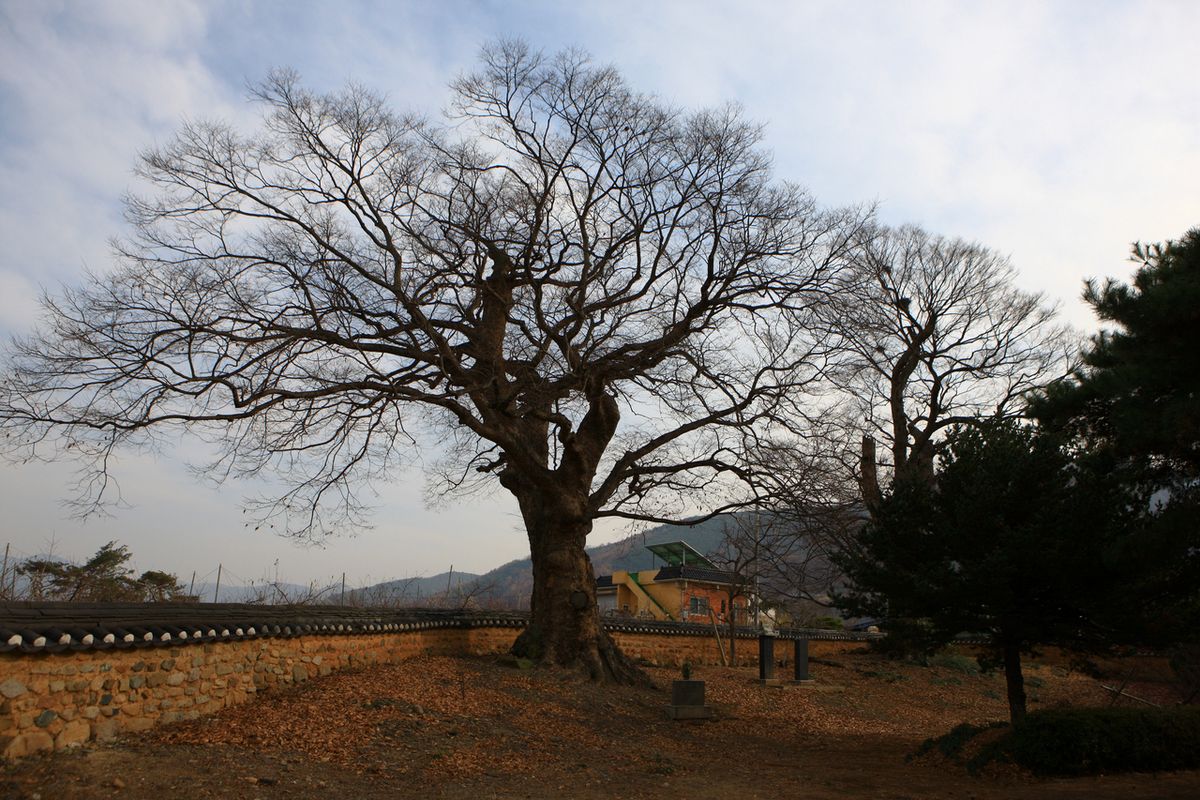 청도향교 / 한국관광공사-김지호