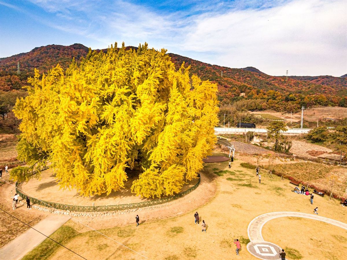 원주 반계리 은행나무 / 한국관광공사-강원지사 모먼트스튜디오