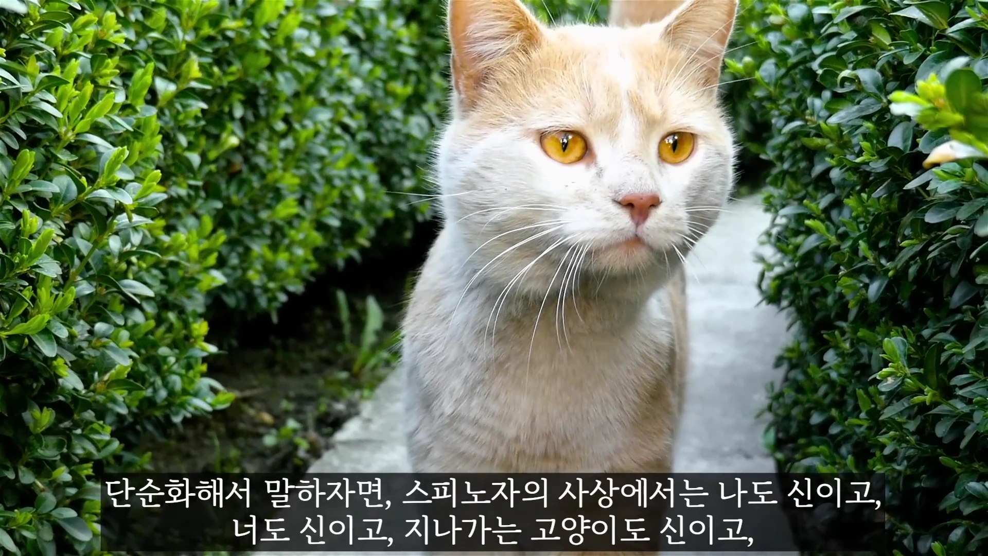 푸른 정원 속 길에 서 있는 노란색과 흰색이 섞인 고양이를 정면에서 바라본 모습.