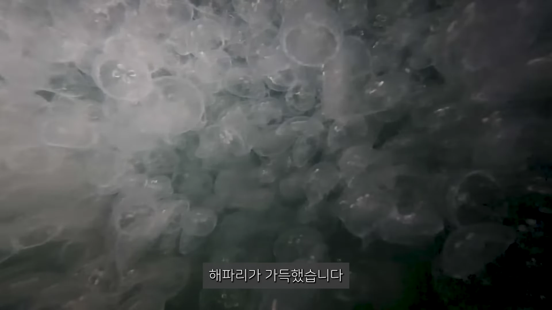 어두운 바닷속에 수많은 해파리가 빽빽하게 밀집되어 떠다니는 모습이 수중 카메라에 포착된 화면.