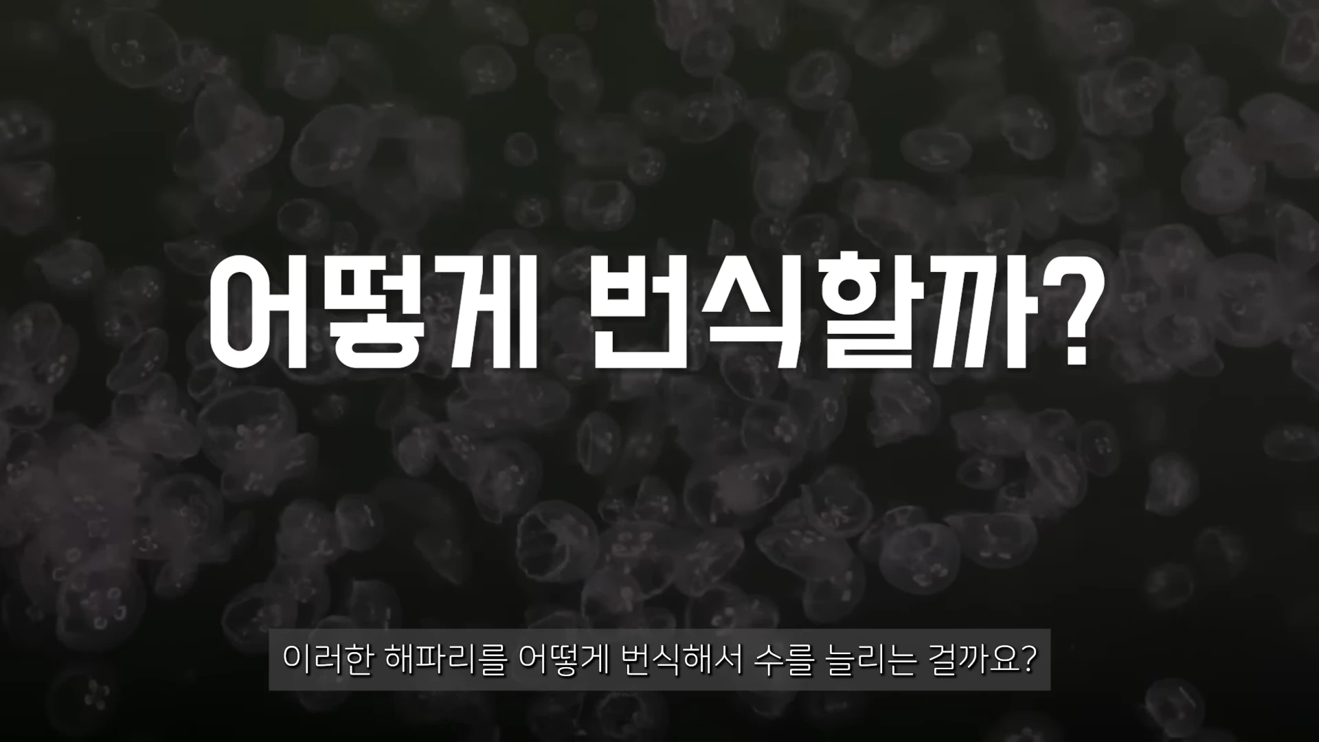 검은 배경 위에 다수의 해파리가 떠다니는 모습 위로 '어떻게 번식할까?'라는 자막이 크게 적혀 있고, 아래쪽에 '이러한 해파리를 어떻게 번식해서 수를 늘리는 걸까요?'라는 보조 자막이 있는 화면.