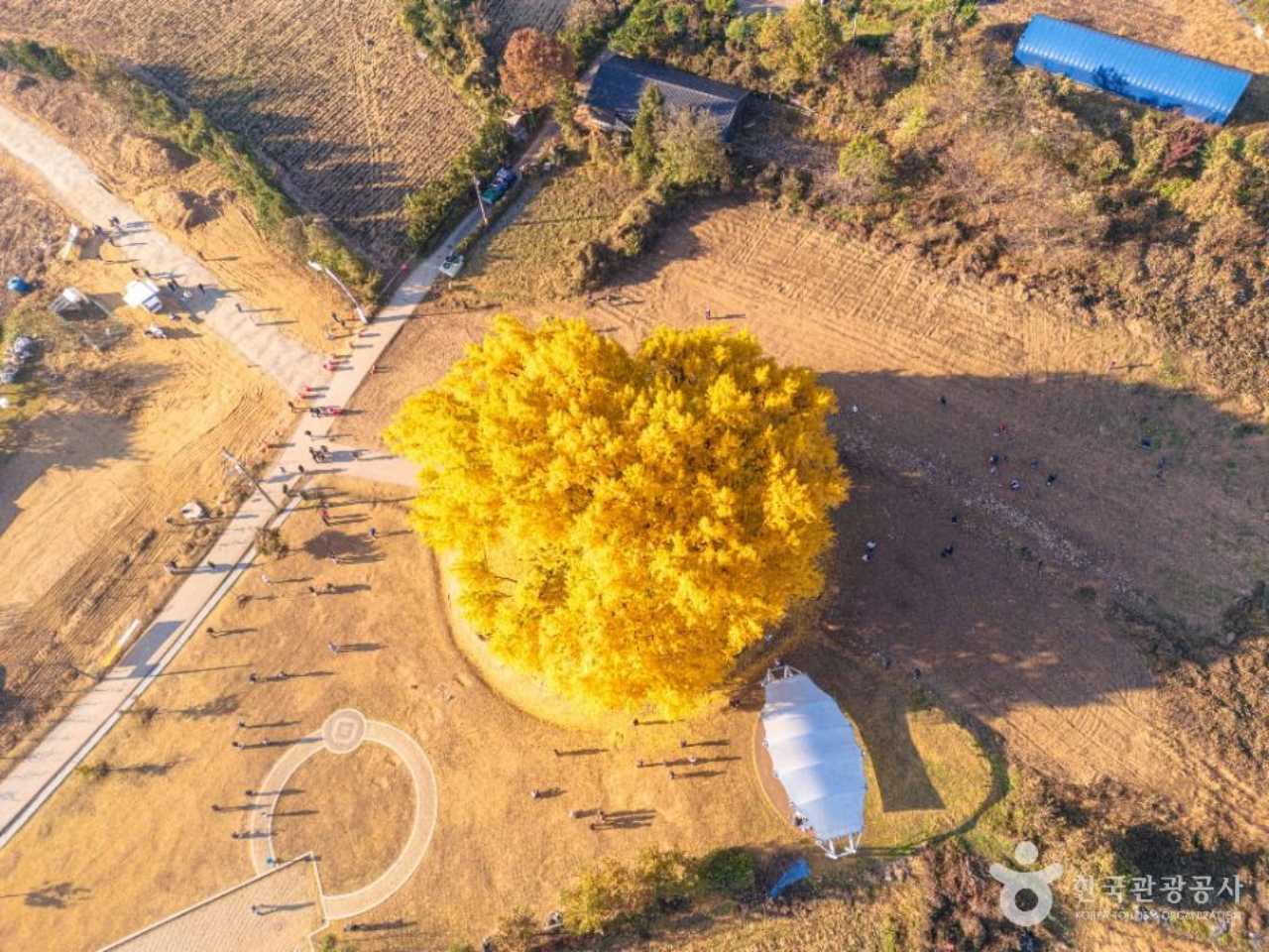 800살보다 무려 500년 더 살았다고? 반주 원계리 은행나무의 진실과 축제 / 사진=한국관광공사