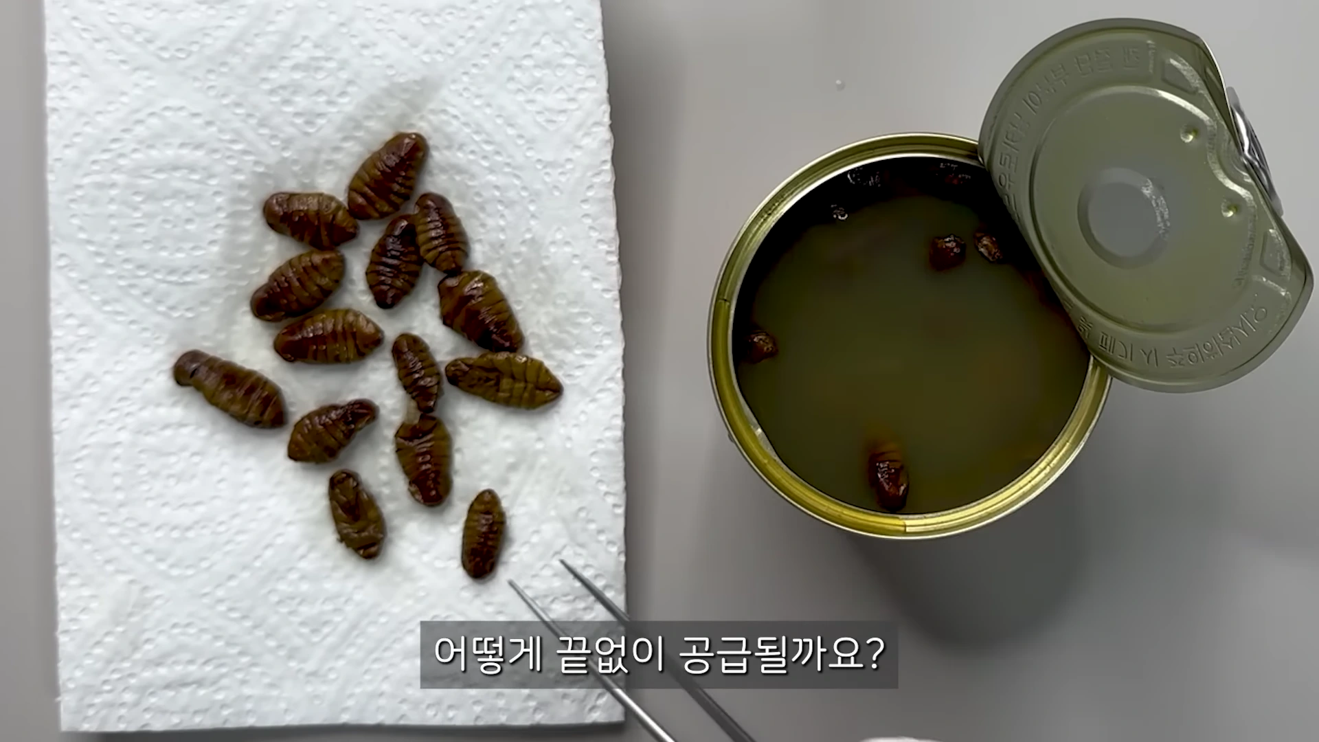 개봉된 번데기 통조림과 흰색 종이 위에 흩어져 있는 번데기들이 핀셋과 함께 보인다.