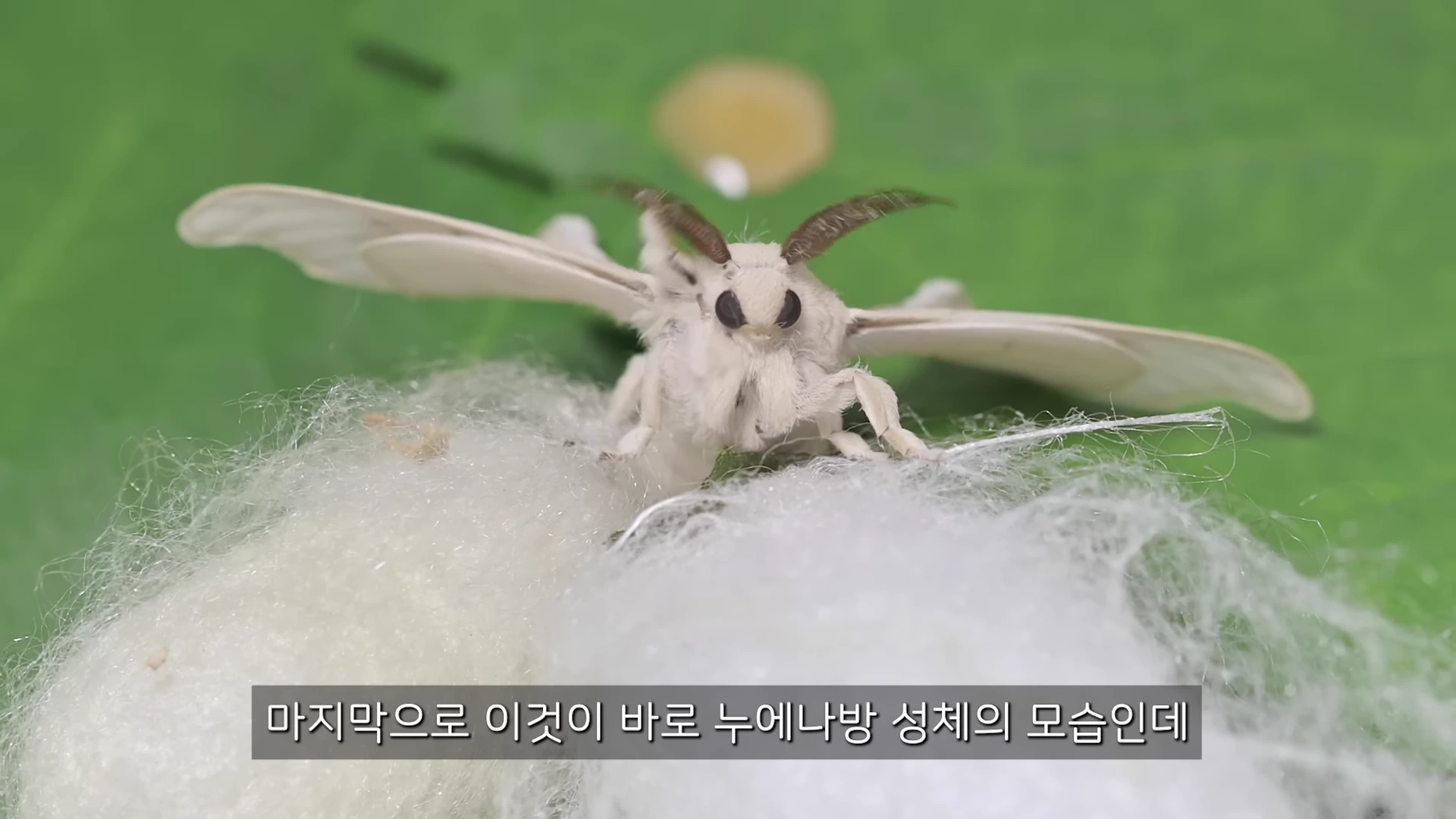 흰색 솜털이 덮인 누에나방 한 마리가 흰 고치 옆에 앉아 있는 모습이 클로즈업되어 있다.