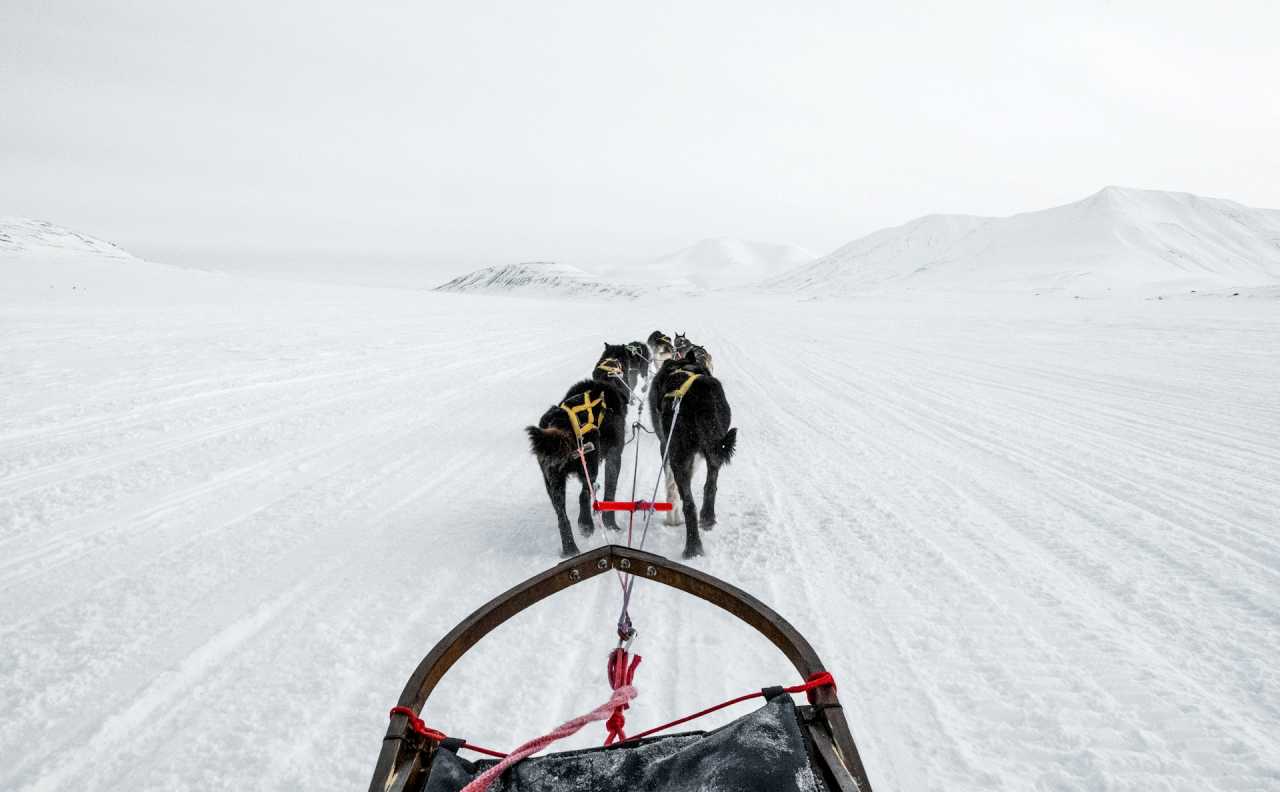개썰매타기 / 사진=unsplash