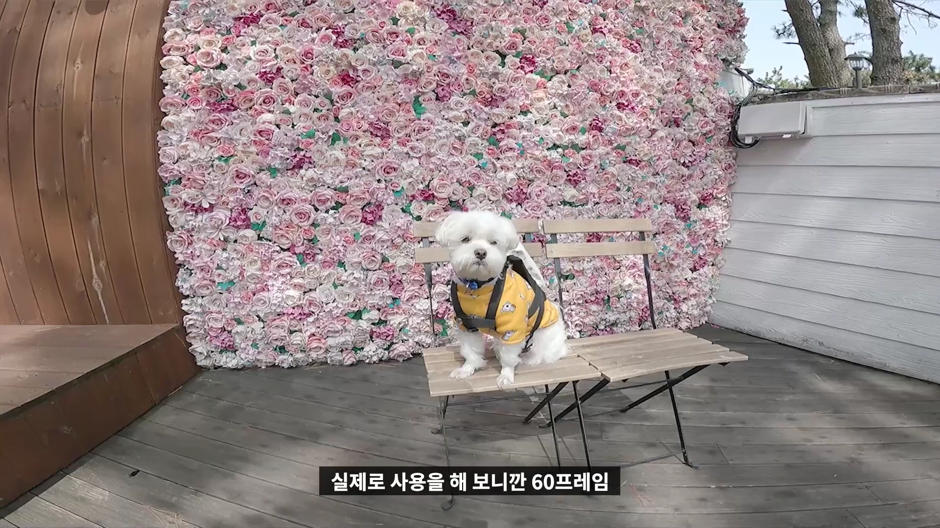 노란색 옷을 입은 작은 강아지가 분홍색 꽃으로 가득 찬 벽 앞의 의자에 앉아 있는 모습.