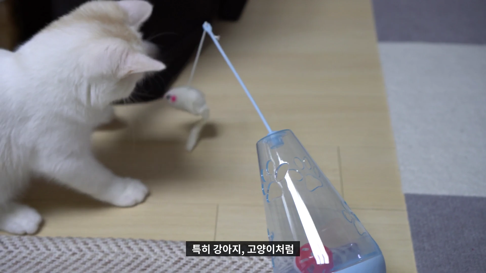 실내에서 하얀 고양이가 막대 장난감을 바라보며 앞발을 뻗어 놀고 있는 모습이 담긴 영상 캡처 화면입니다.