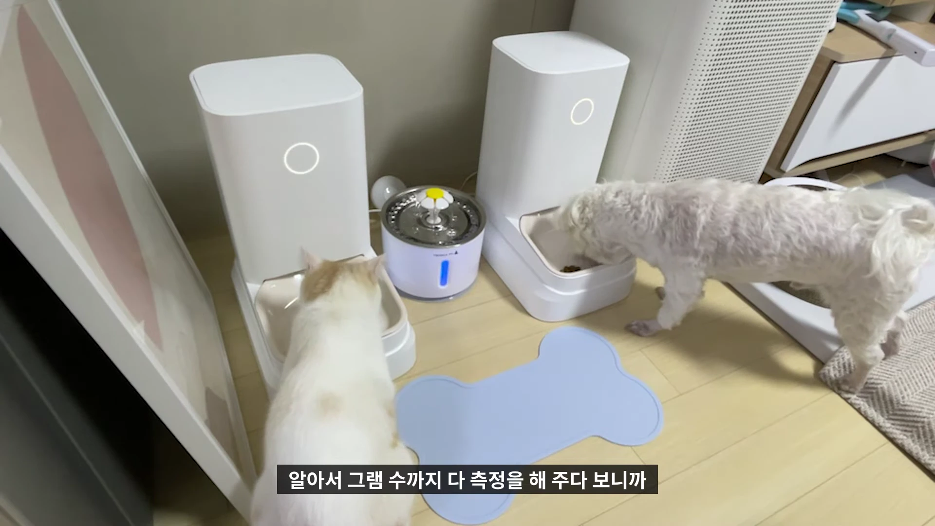 흰색 자동 급식기 두 대 앞에 고양이 한 마리와 강아지 한 마리가 각각 자리를 잡고 사료를 먹고 있는 모습이며, 가운데에는 물 분수대가 놓여 있다.